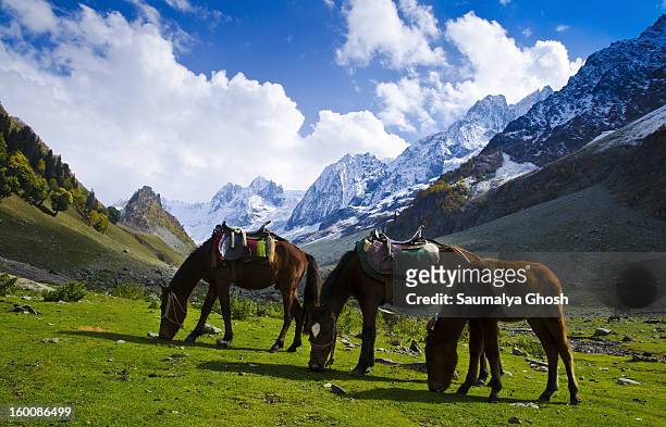 Three horses are eating grass at Sonmarg valley in a pleasant beautiful weather.