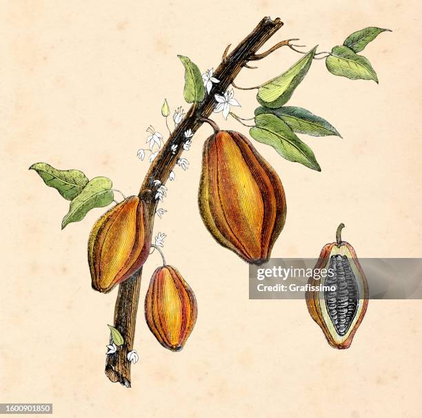 kakaobaum mit fruchtillustration 1854 - cacao tree stock-grafiken, -clipart, -cartoons und -symbole