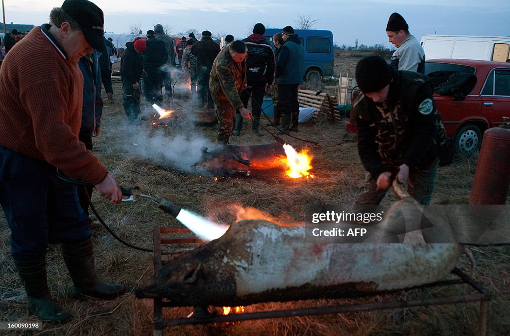 UKRAINE-PIG-FESTIVAL