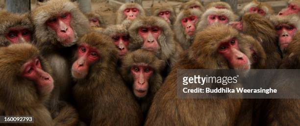 Japanese macaque monkeys huddle together in a group to protect themselves against the cold weather at Awajishima Monkey Center on January 26, 2013 in...