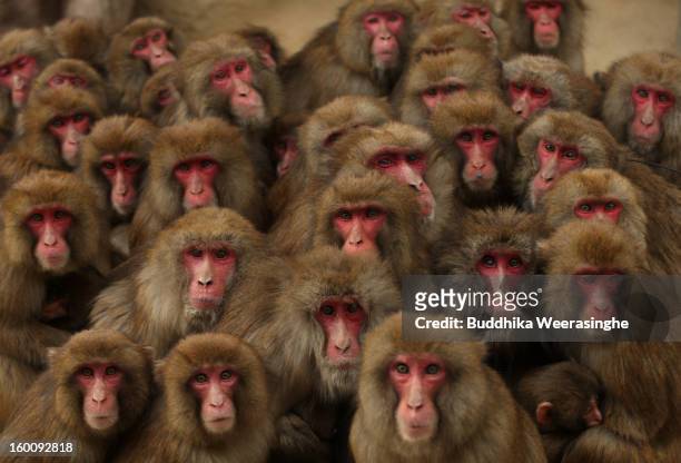 Japanese macaque monkeys huddle together in a group to protect themselves against the cold weather at Awajishima Monkey Center on January 26, 2013 in...