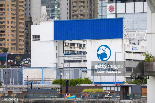 society for the prevention of cruelty to animals in hong kong - society for the prevention of cruelty to animals stock pictures, royalty-free photos & images