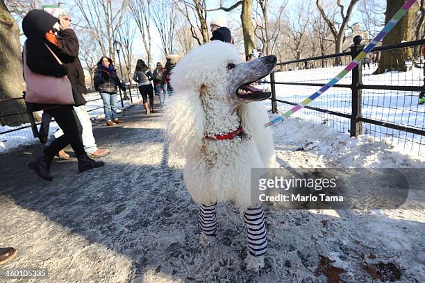 Trotsky the dog stands in leg warmers at the Winter Jam in Central Park on January 26, 2013 in New York City. The annual festival brings skiing,...