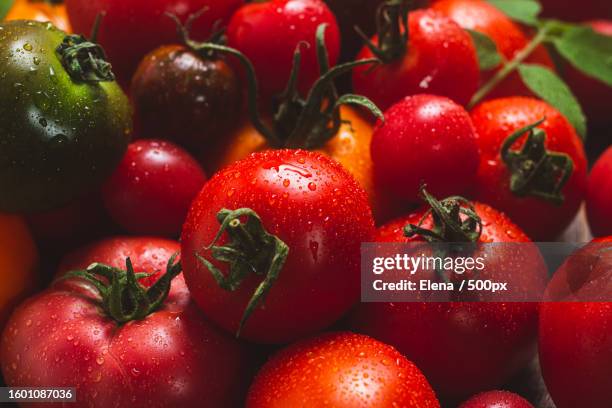 close-up of wet tomatoes - frescura fotografías e imágenes de stock