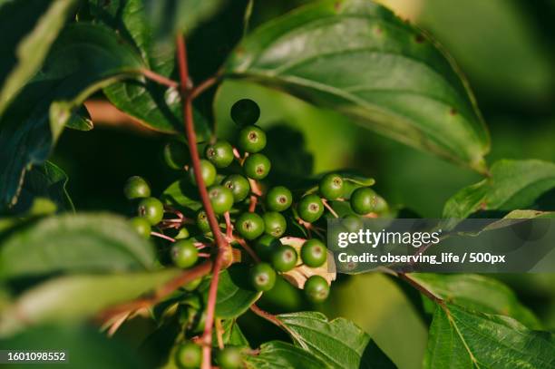 close-up of berries growing on plant,austria - coffee plant stock pictures, royalty-free photos & images