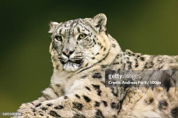 close-up of snow leopard - snow leopard stock pictures, royalty-free photos & images