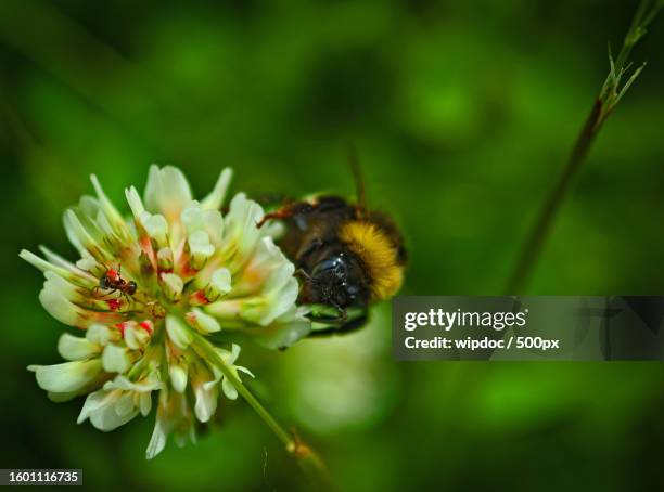 close-up of bee pollinating on flower - bumblebee stock pictures, royalty-free photos & images