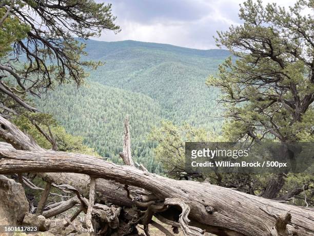 scenic view of forest against sky,taos county,new mexico,united states,usa - taos stockfoto's en -beelden