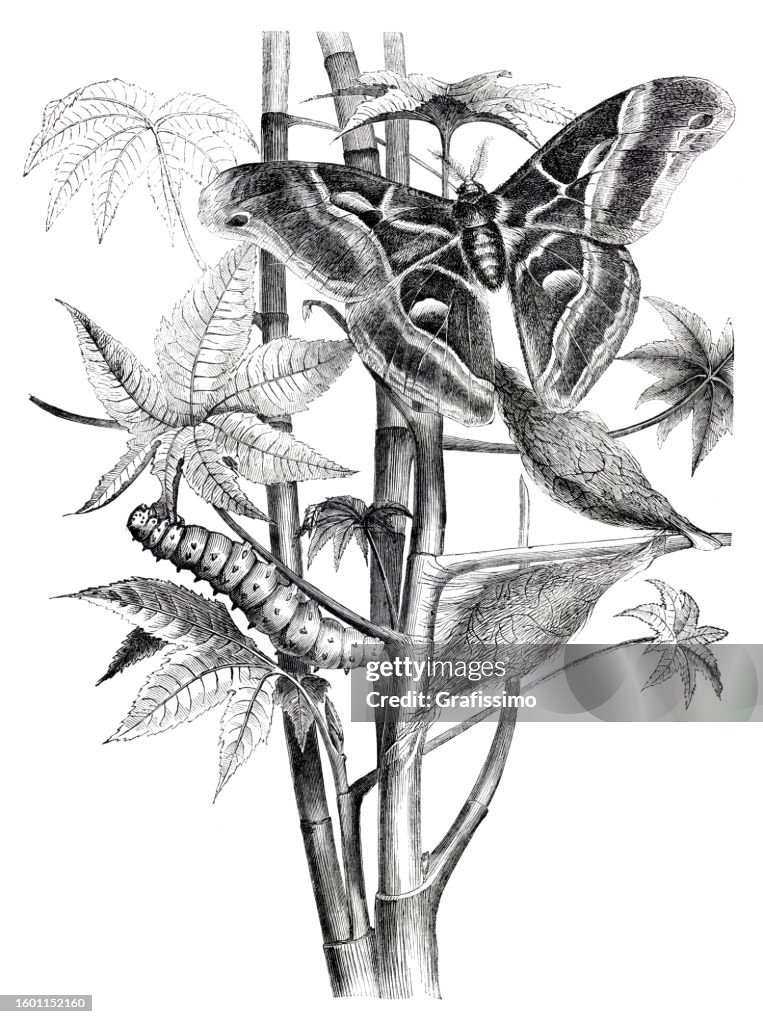 Silk moth cocoon and caterpillar illustration 1854