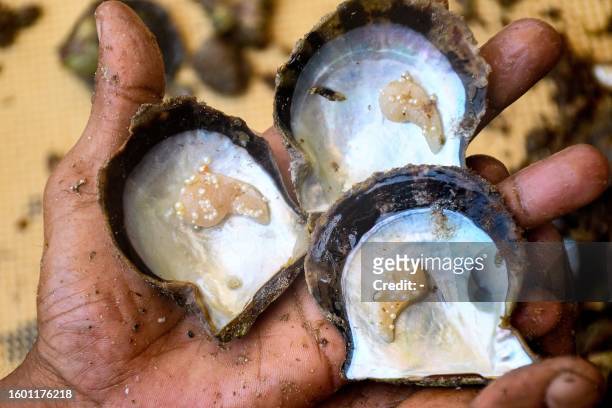 Kuwaiti divers search for shells containing pearls during the annual pearl diving season, off the coast of the port city of Khairan, 100 kms south of...