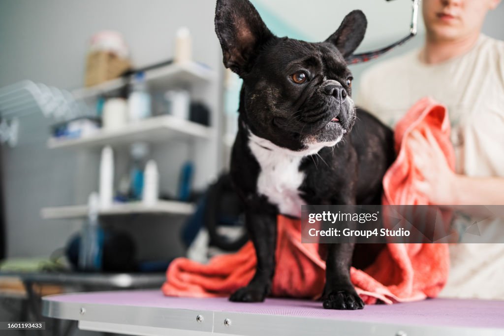 Beautiful French bulldog at grooming treatment