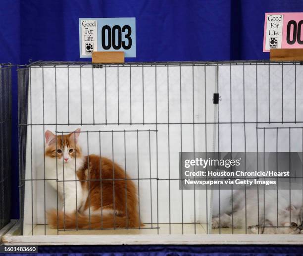 "Roland" a Maine Coon kitten, waits for the judge, Don Williams, during the 65th annual Houston Cat Club Charity Cat Show at the George R. Brown...