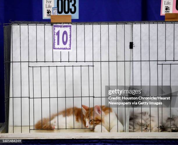 "Roland" a Maine Coon kitten, waits for the judge, Don Williams, during the 65th annual Houston Cat Club Charity Cat Show at the George R. Brown...