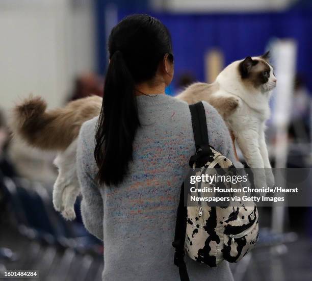 Woman carries a Maine Coon cat to the judging area during the 65th annual Houston Cat Club Charity Cat Show at the George R. Brown Convention Center,...