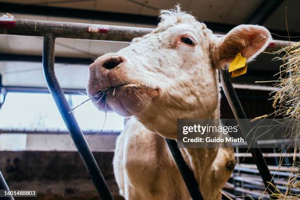 portrait of white cow standing and eating in barn. - methaan stockfoto's en -beelden