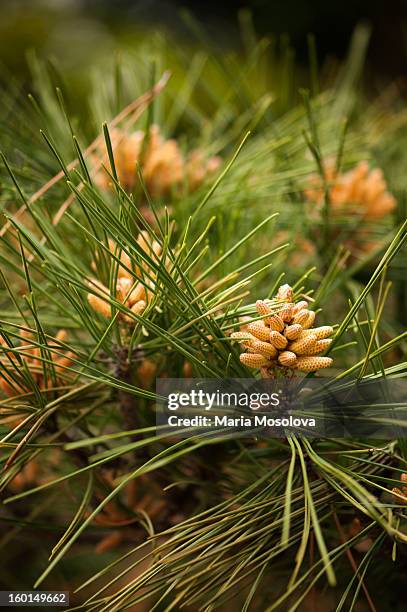 pinus strobus, linnaeus. white pine needles and bl - pinus strobus stock pictures, royalty-free photos & images