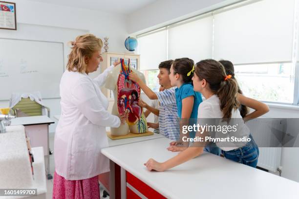 female teacher teaching large group of students about human internal organs in the classroom. - model organism stock pictures, royalty-free photos & images