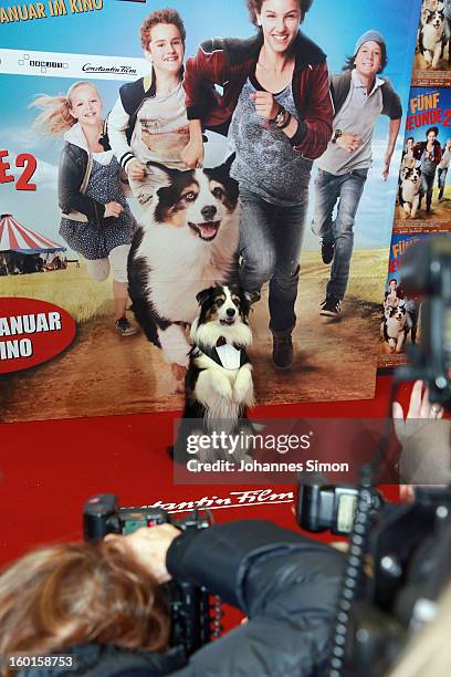 Dog Coffey poses ahead of the 'Fuenf Freunde 2' movie premiere at CineMaxx Cinema on January 27, 2013 in Munich, Germany.