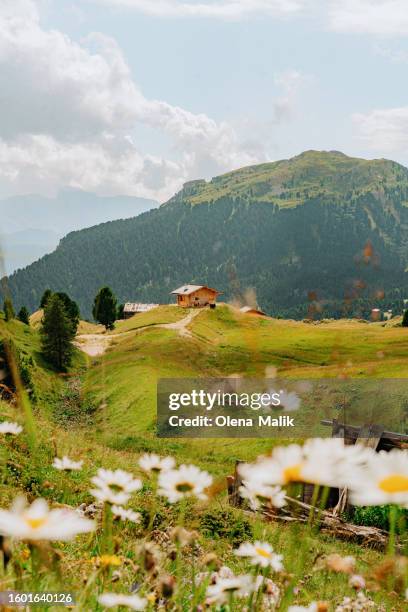 beautiful landscape in seiser alm, dolomite alps, south tyrol, italy - fassatal stock-fotos und bilder