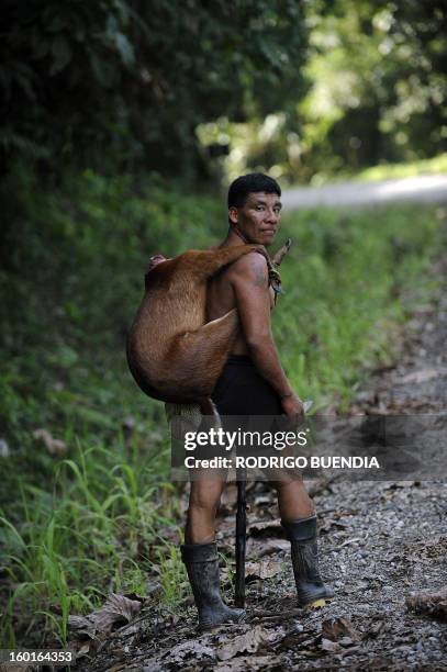 An Ecuadorean Waorani native carries a dead deer, at the Yasuni National Park, at the Ecuadorean Amazon forest, on August 21, 2010. AFP PHOTO /...