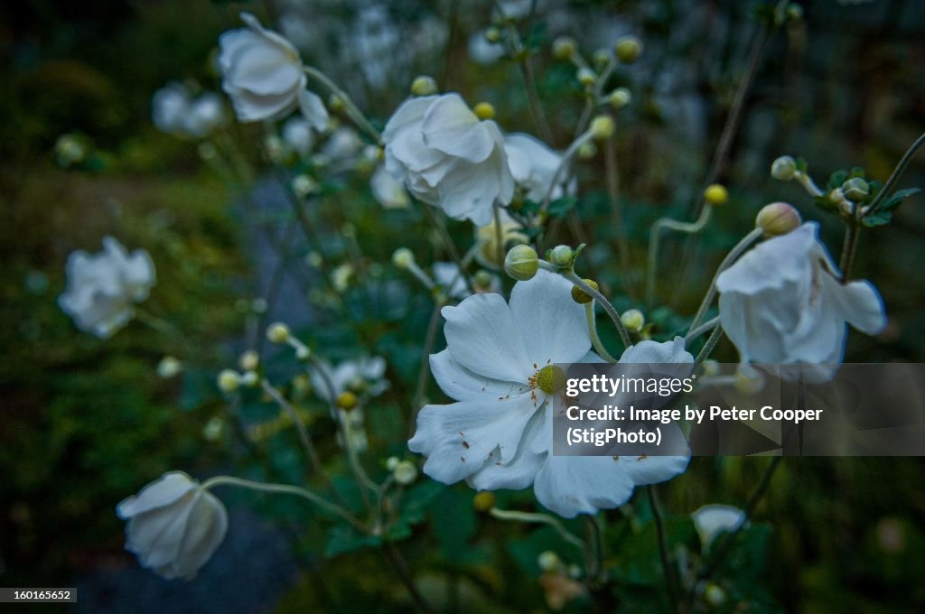 Windflowers