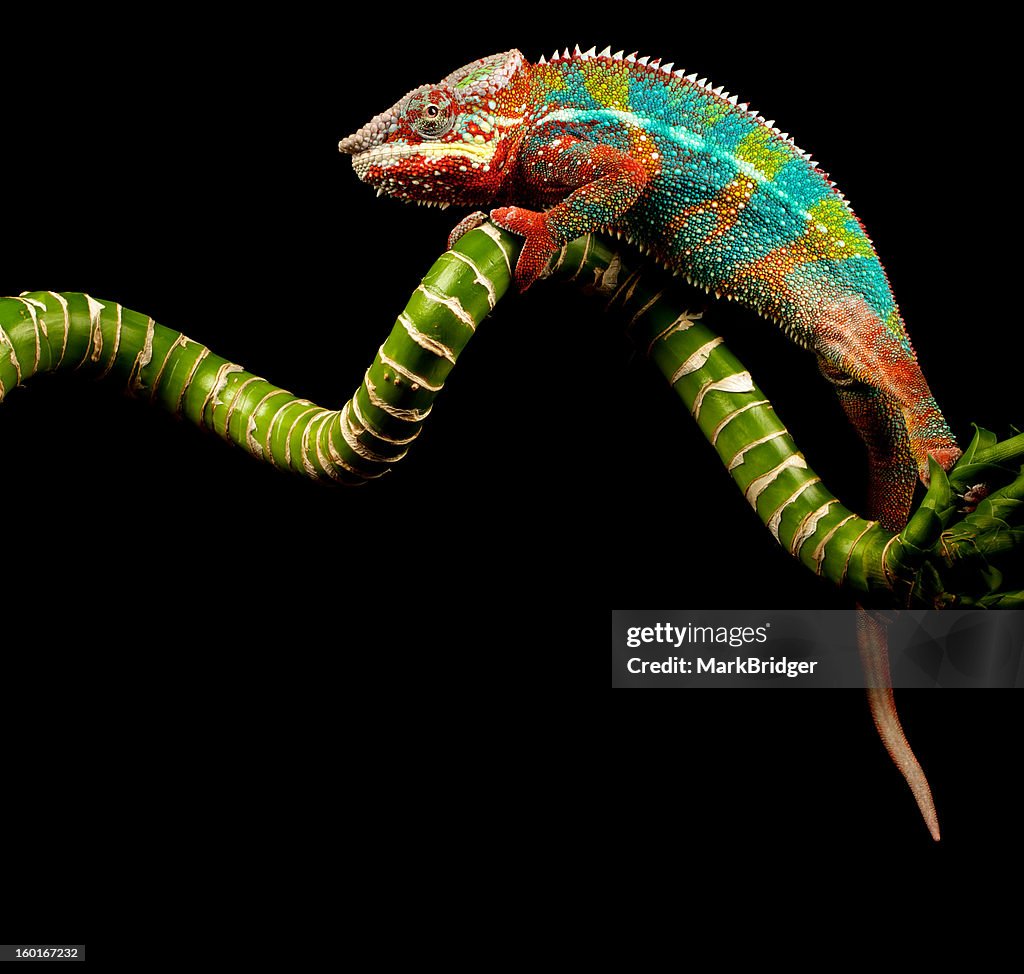 Chameleon climbing on a branch