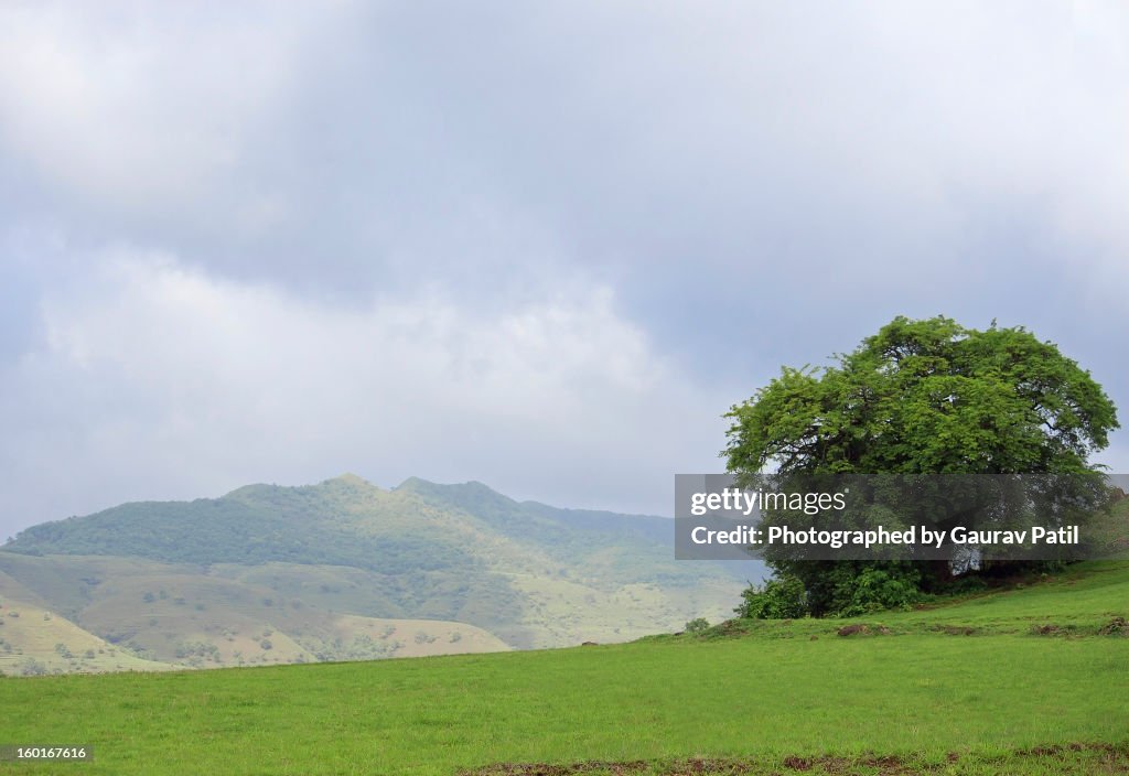 Mountain and tree