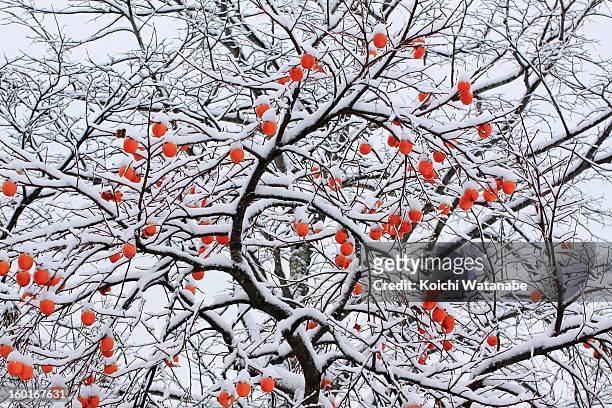 snow and a persimmon tree - amerikanische kakipflaume stock-fotos und bilder