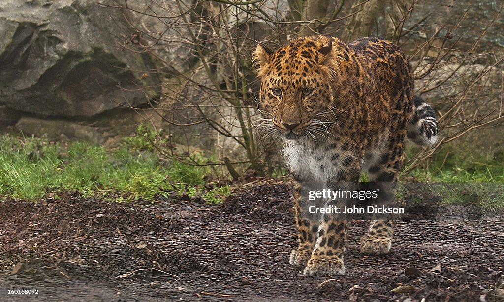 Amur Leopard