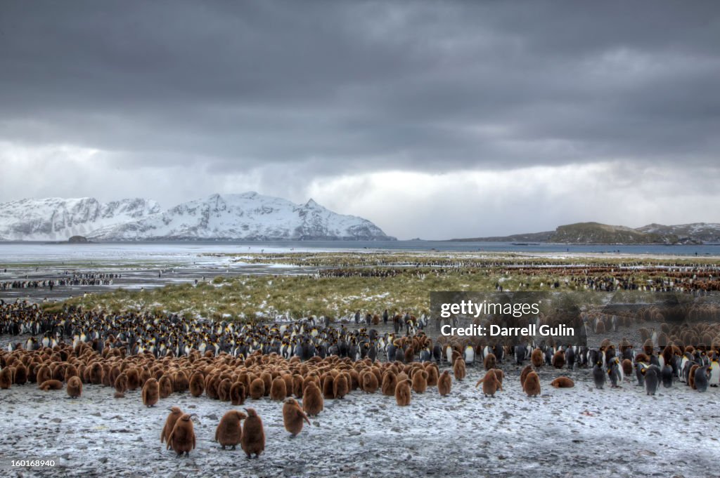 Landscape King Penguin Colony Salisbury Plain