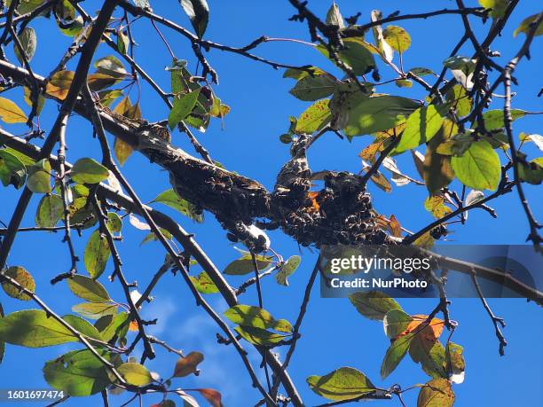 Bald-faced hornets work to rebuild their nest after it was recently destroyed in Toronto, Ontario, Canada, on August 12, 2023.