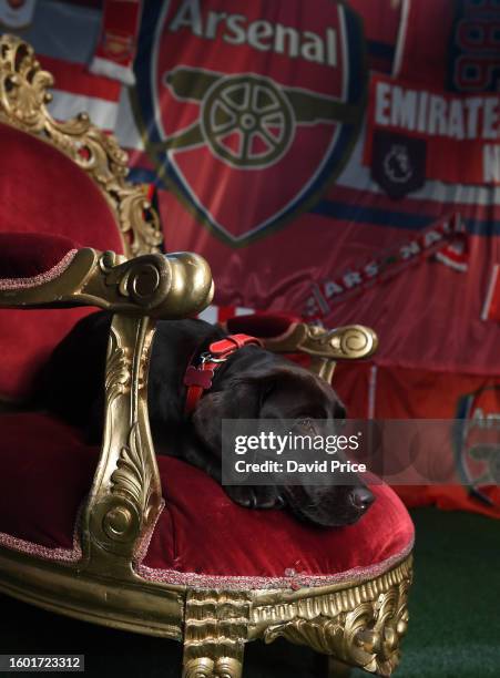 Win the Arsenal Therapy Dog poses during the Arsenal Men's team photocall at London Colney on August 08, 2023 in St Albans, England.