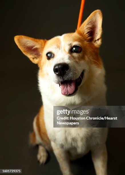 Year-old, female, white & tan Cardigan Welsh Corgi/Red Heeler Mix is outgoing, but afraid of storms and has been in the shelter a long time and is...