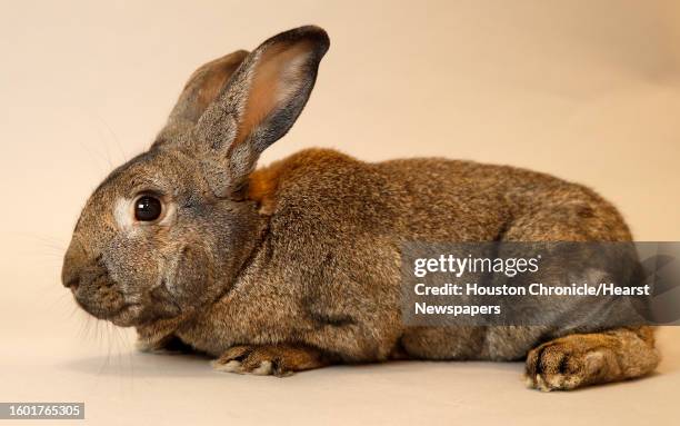 375 Rex Rabbit Stock Photos, High-Res Pictures, and Images - Getty Images