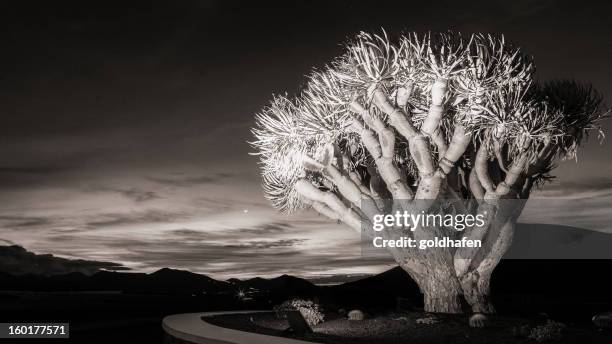 dragon tree at sunset - dragon tree stock pictures, royalty-free photos & images