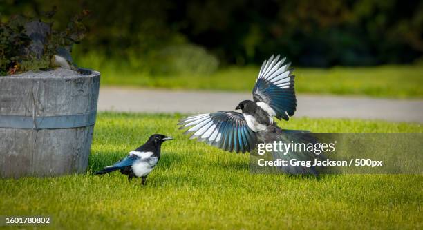 close-up of birds perching on grass,eagle river,alaska,united states,usa - ekster stockfoto's en -beelden