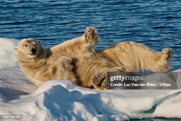 high angle view of seal on snow covered land - ijsschots fotografías e imágenes de stock