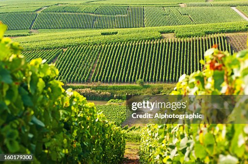 Long view of grape vineyards in Cramant Long view of grape vineyards in Cramant