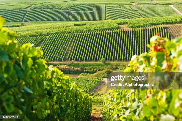 long view of grape vineyards in cramant - vineyards stock pictures, royalty-free photos & images