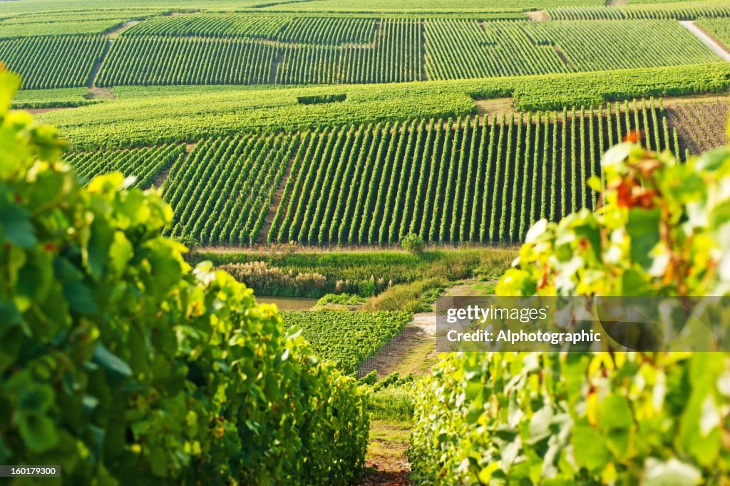 Long view of grape vineyards in Cramant