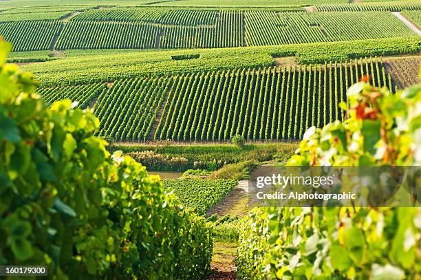 long view of grape vineyards in cramant - vingård bildbanksfoton och bilder