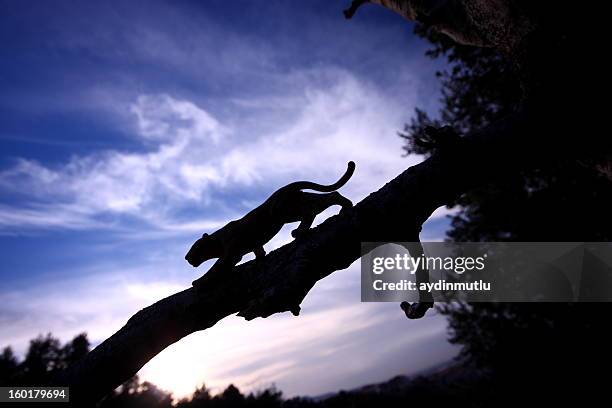 leopard silhouette - in silhouette zoo animals stock pictures, royalty-free photos & images