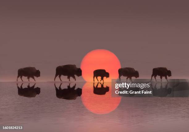 migrating bison - amerikaanse bizon stockfoto's en -beelden