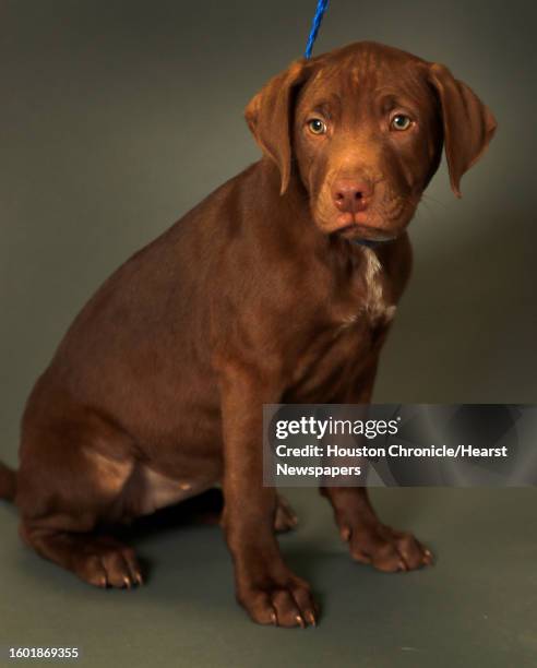Emmy is an 8-week-old, female, Chocolate Labrador Retriever mix and is ready to be adopted from the Houston Humane Society. Photographed Wednesday,...