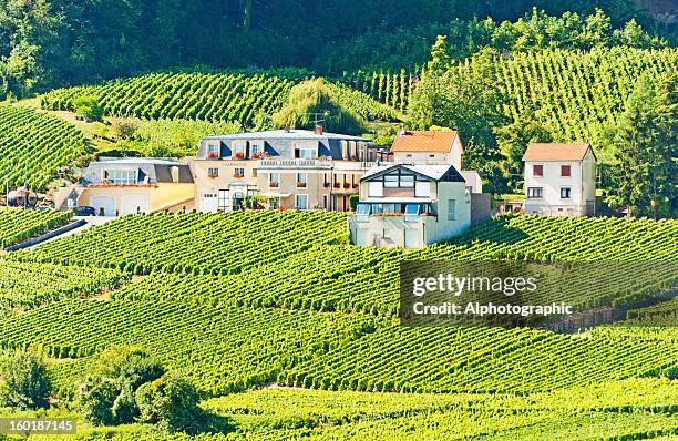 champagne vineyards in cramant - moet et chandon vineyard stock pictures, royalty-free photos & images