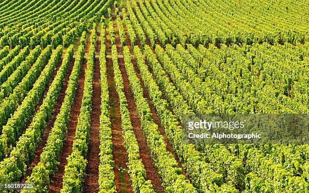シャンパン cramant のブドウ園 - エペルネ ストックフォトと画像