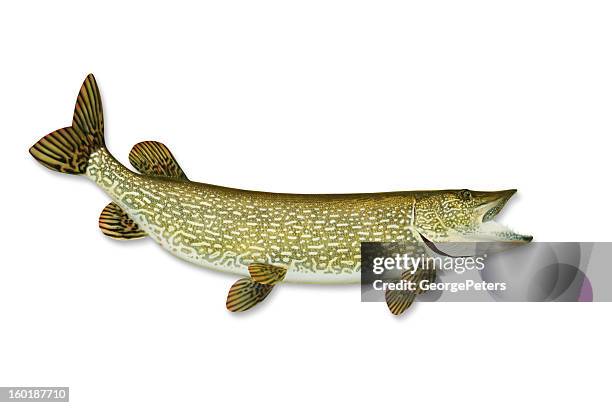 pike with clipping path - pike stock pictures, royalty-free photos & images