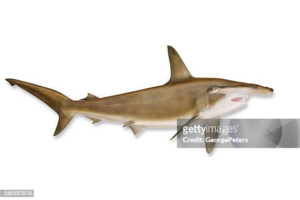 shark with clipping path - dorsal fin stock pictures, royalty-free photos & images