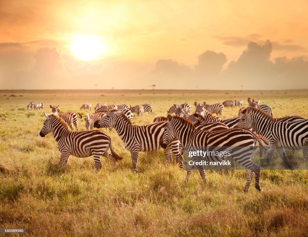 Zebras am Morgen