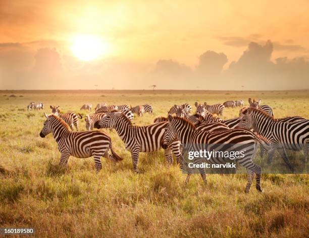 zebras 朝に - サバンナ地帯 ストックフォトと画像